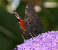 Schmetterling u. co32